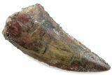 Serrated Raptor Tooth - Real Dinosaur Tooth #376497-1